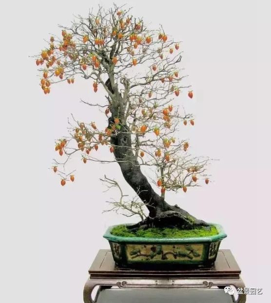 有哪些经典盆景树种,最值得收藏的六种盆景树种是哪些
