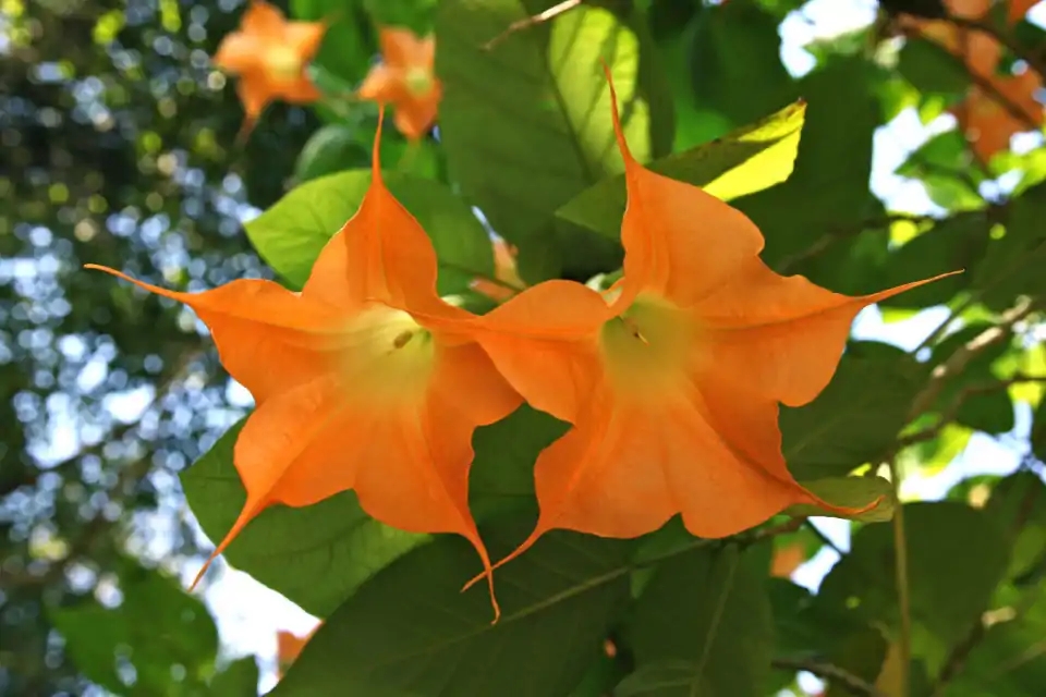 小时候经常见又叫不上名字的植物,一些常见的能吃的植物名称