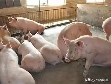 猪生病了如何养猪,养猪人员必看猪生病前的几个征兆