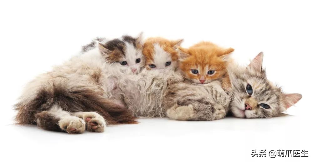 物业给小区流浪猫绝育视频,业主凑20万给流浪猫绝育