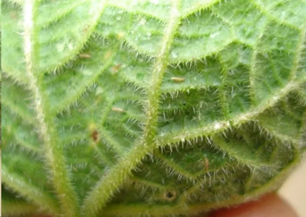 植物卷叶泛黄是什么原因,植物叶子卷曲畸形怎么解决