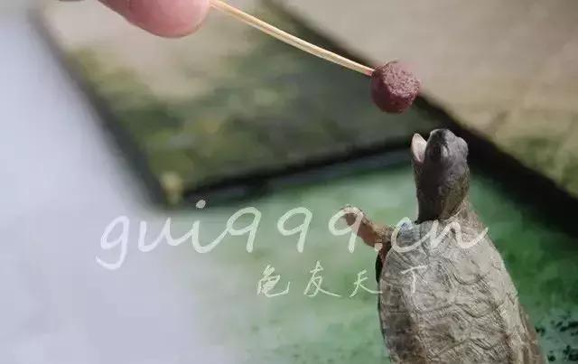 乌龟不吃食怎么办最快最有效,乌龟眼睛肿不进食怎么回事