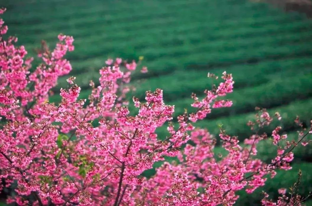 世界最大的樱花园,世界最大的樱花园在贵州吗
