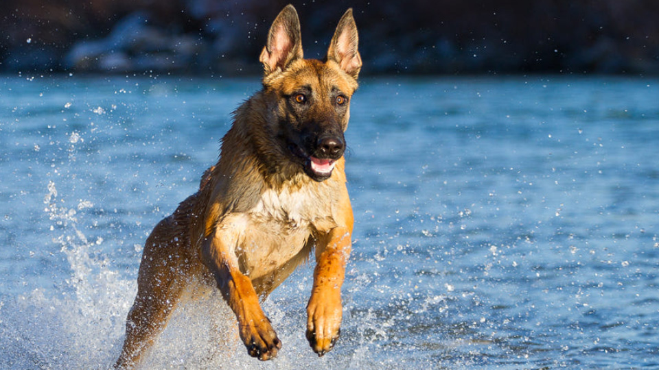 马犬的正确饲养方法,饲养马犬视频