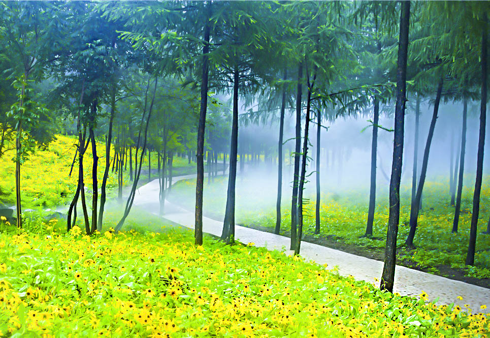 野菊花漫山遍野都是金黄色,黄金菊哪个地方最正宗