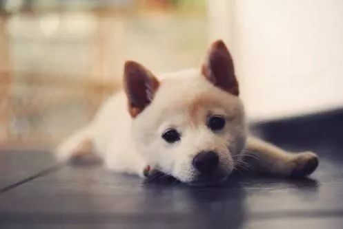 怎样训练狗狗不在家乱拉乱尿,狗狗一岁了还到处乱尿怎么办