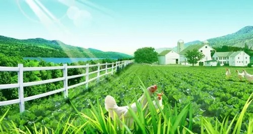 农村小投资创业,小焦创业在农村