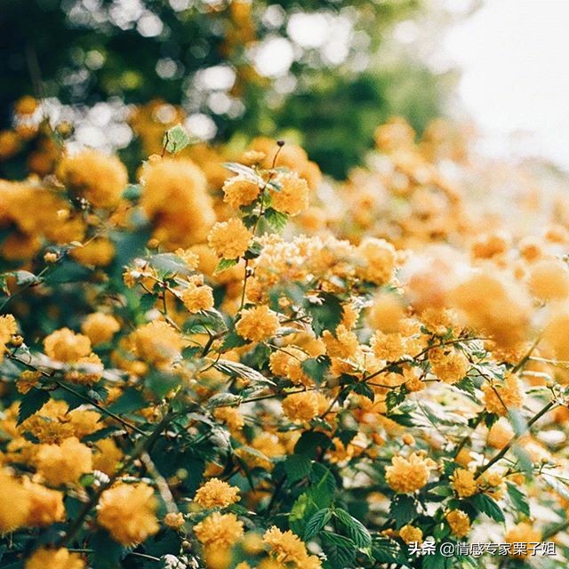 情感咨询|栗子姐每日情感问答(0304)