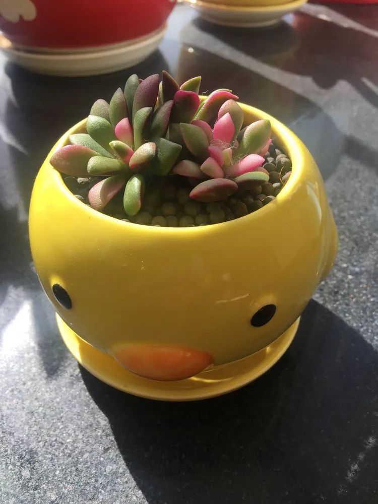 多肉新年寄语,养多肉七八年用心沉淀静待花开