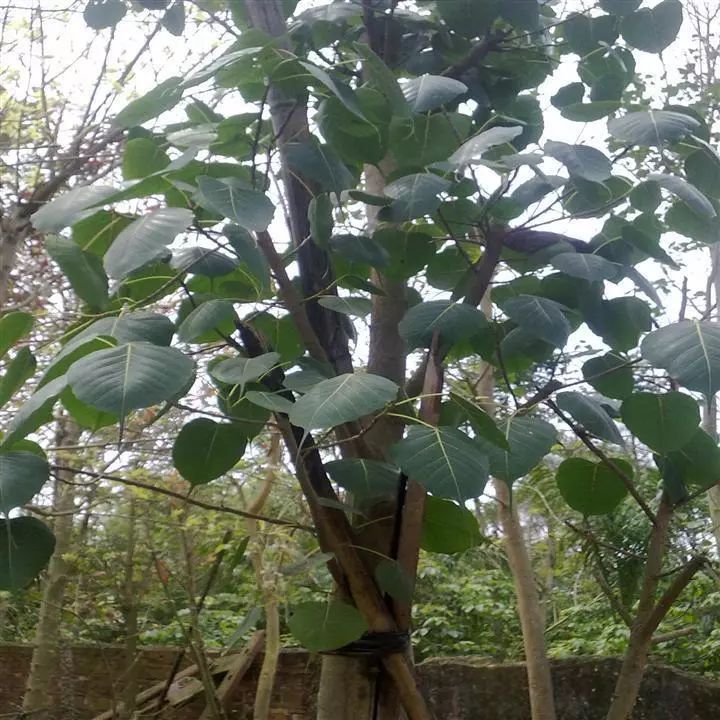 100种常见观叶植物图鉴史上最全,农村常见的100种植物