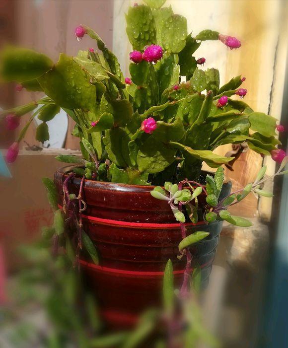 没有生根剂月季怎么扦插生根快,扦插玫瑰花没用生根剂可以生根吗