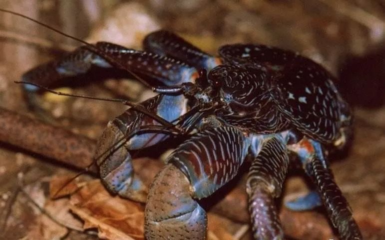 鲁滨逊漂流记荒岛生存指南,鲁滨逊漂流记惊险刺激及求生方法