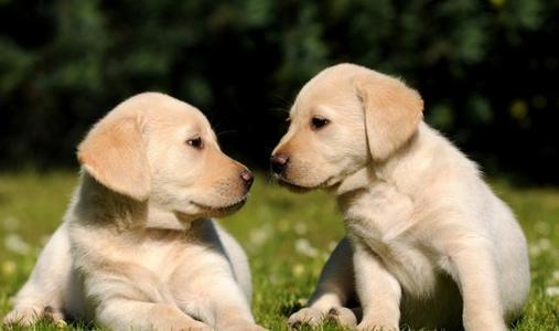拉布拉多养狗注意事项和禁忌,拉布拉多幼犬不建议散养