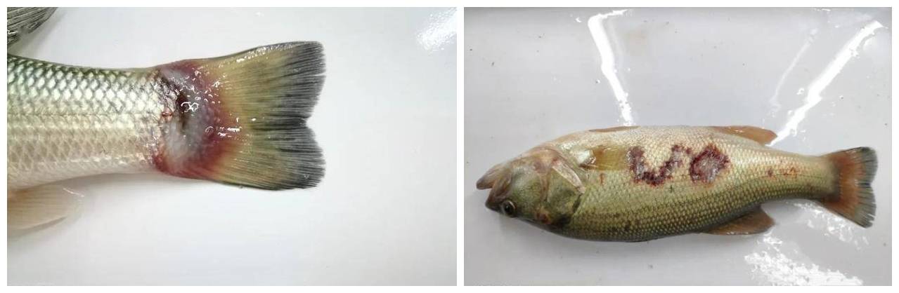 加州鲈鱼虹彩病毒症状及治疗方法