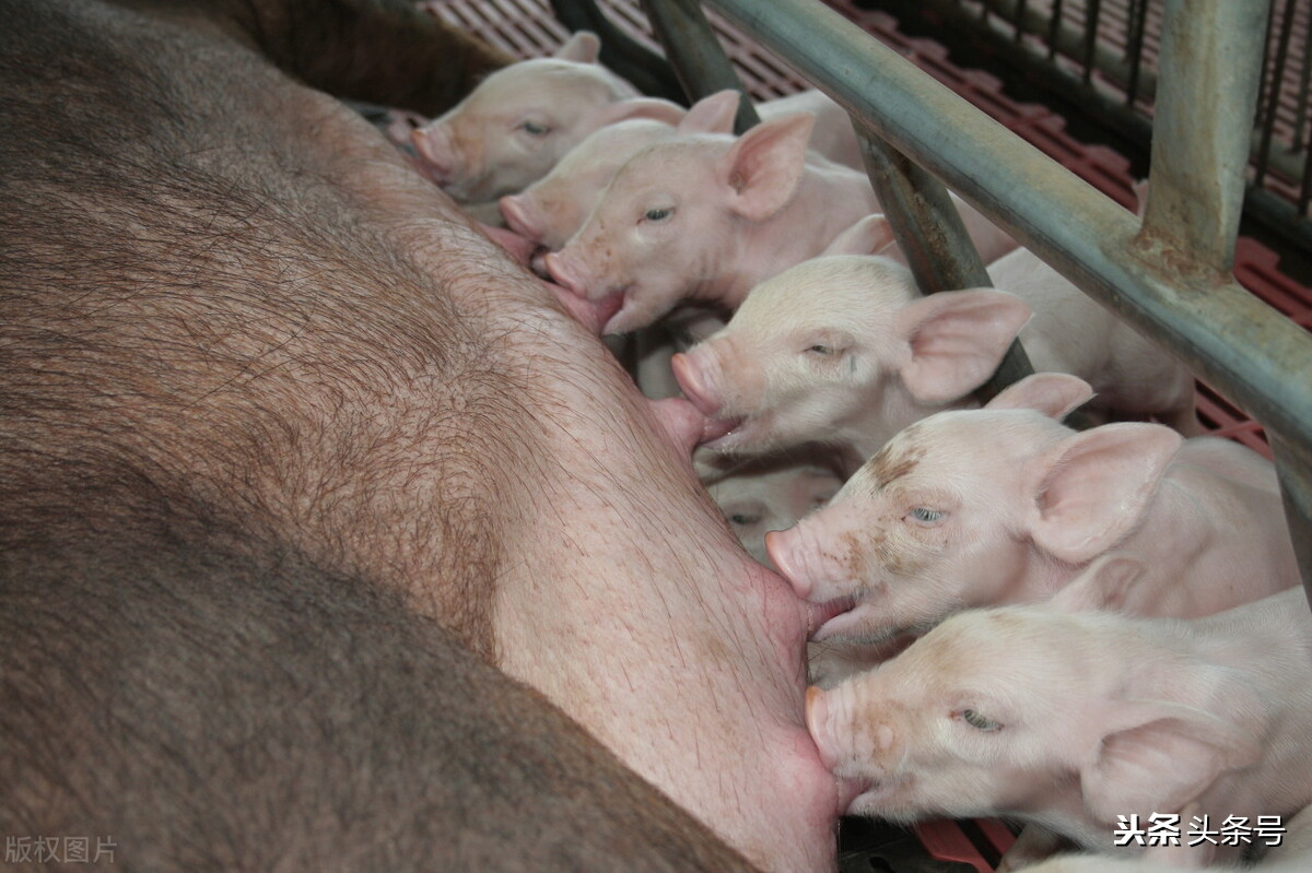 牛输精难穿过子宫颈,子宫颈细怎么输精