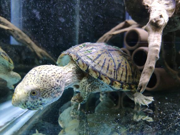 养龟最适合的水生植物,养龟要用什么水最好