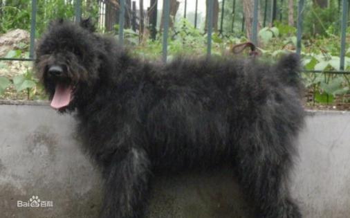 性格温顺的大型犬品种,宠物狗大型犬都有哪些品种