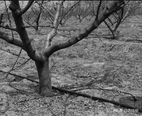山东智慧农业发展前景,大棚桃树经济效益怎么样