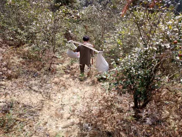 都说茶油好,但茶油的惊人作用,兴宁人知道吗?