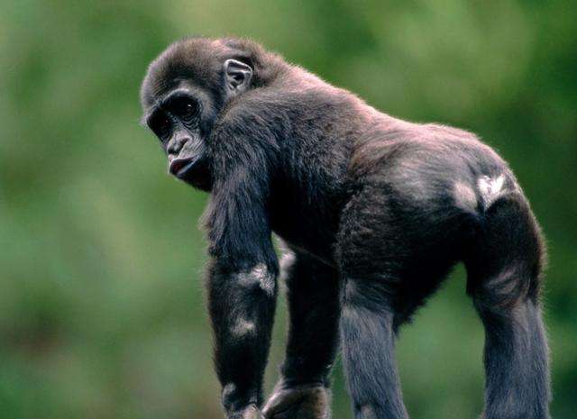 人类失去毛发的原因,人类为何全身几乎没有体毛