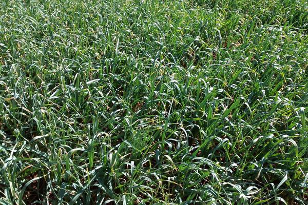 大蒜种植的技术与方法,大蒜种植方法和最佳时间