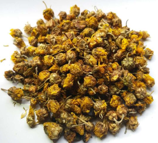 中药野菊花功用,每日中药