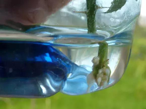 大水瓶扦插生根神器,室内用塑料瓶扦插生根最快方法