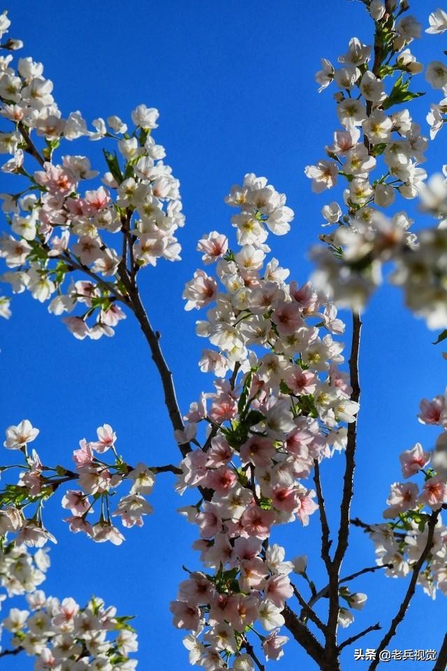 浪漫樱花校园,浪漫樱花视频