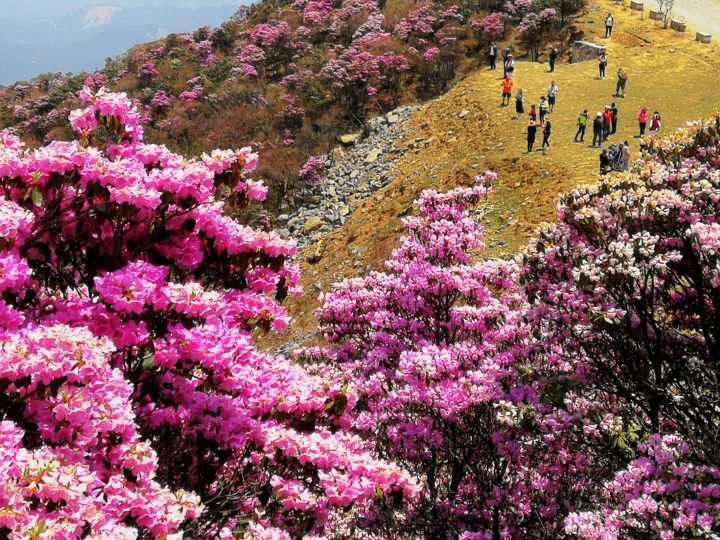 兰馨花怎么养,兰馨花的种植方法