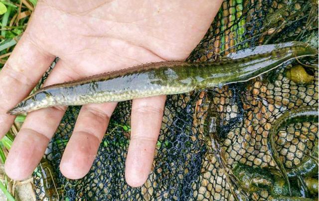 中华刺鳅野生能吃吗,野生刺鳅营养价值