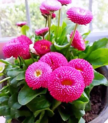 春天开的菊花类花卉大全,春季开花的波斯菊花