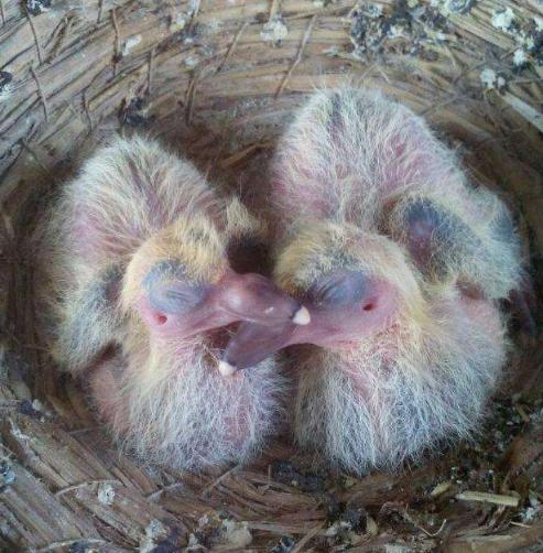 幼鸽屁股辨雌雄,幼鸽分辨公和母最准确的方法