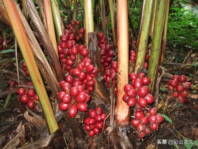 户撒佛祖的后花园现在怎么走,户撒为什么叫佛祖后花园