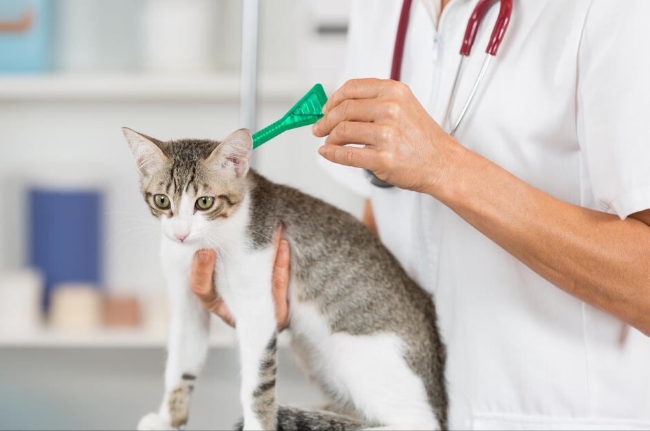 猫咪为什么舔自己的尾巴尖,猫咪舔另一只猫咪屁股