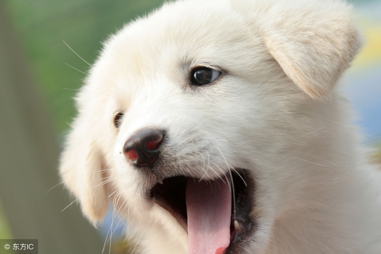 怎样判断狗狗体内寄生虫,几个小技巧看出狗狗有没有寄生虫