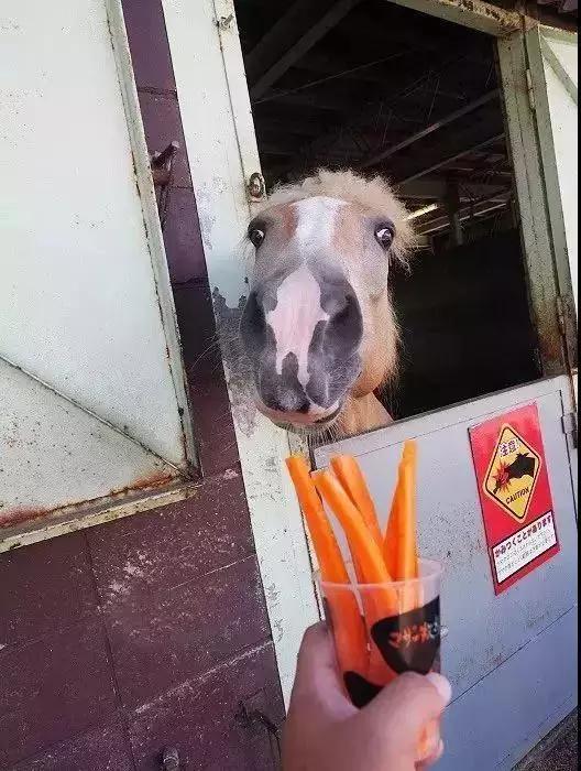 日本农场营收10亿经营秘诀,日本妈妈牧场怎么运营