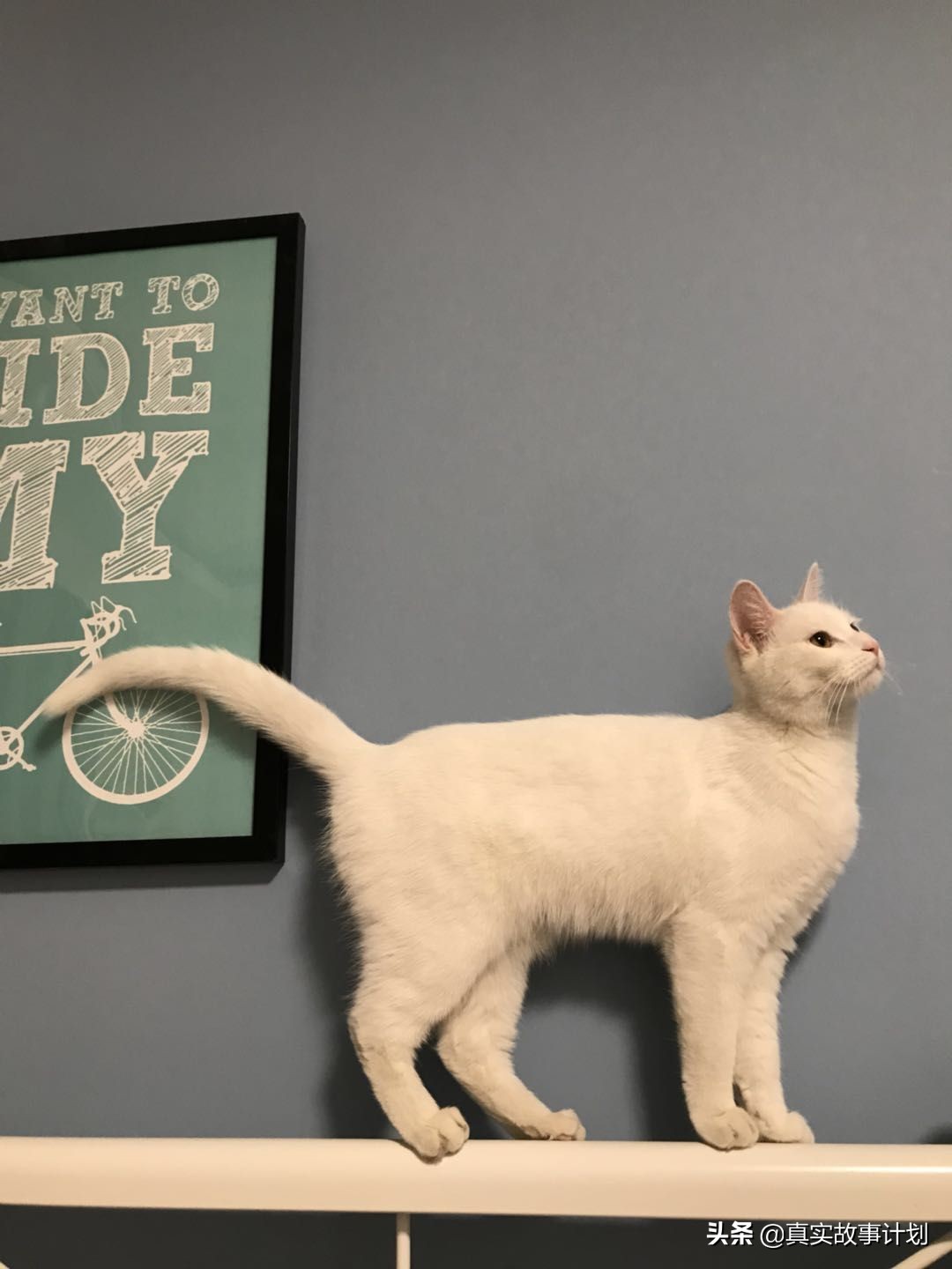 养猫真实故事,负债养猫的真实事例