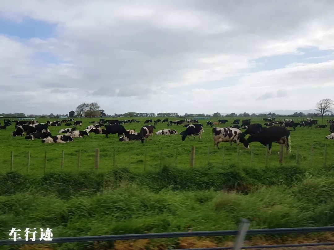 穿越新西兰北岛,新西兰北岛的真实生活最新