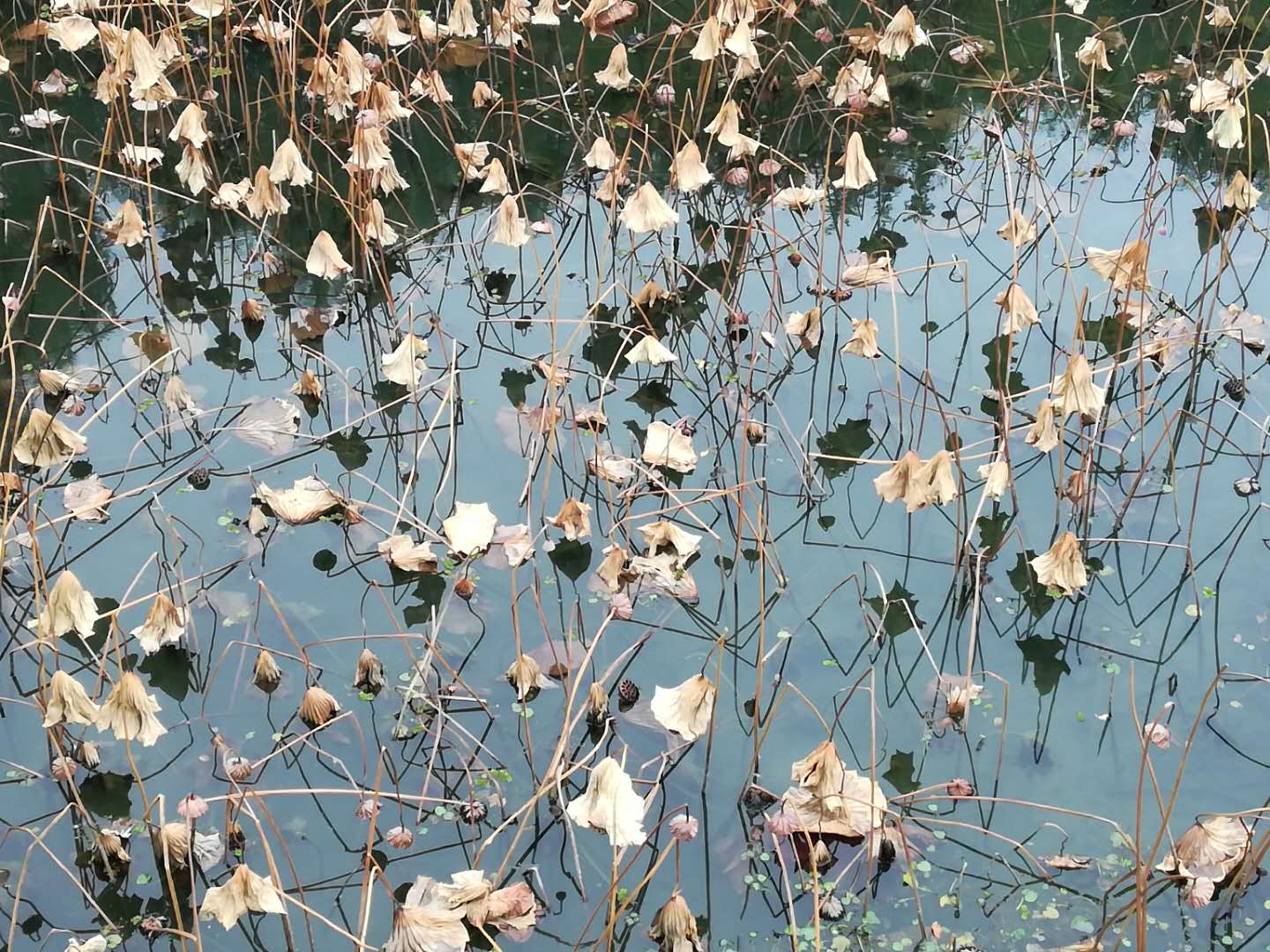 徒步无锡古运河寻找美景,无锡最美沿太湖路线