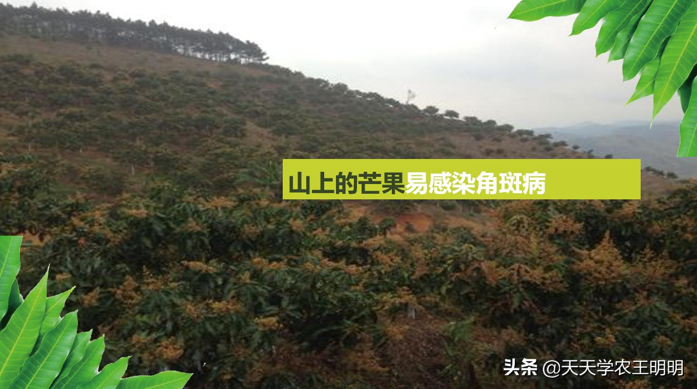 芒果炭疽用什么药,芒果炭疽