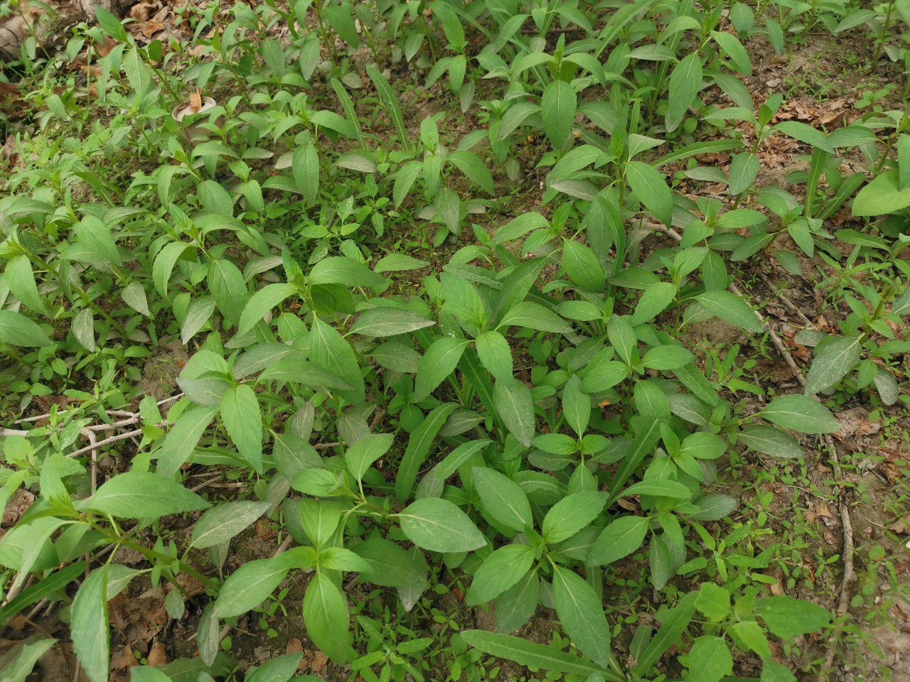 薄荷摘下来种到土里蔫了还能活吗,薄荷根茎可以剪下整个埋在土里吗