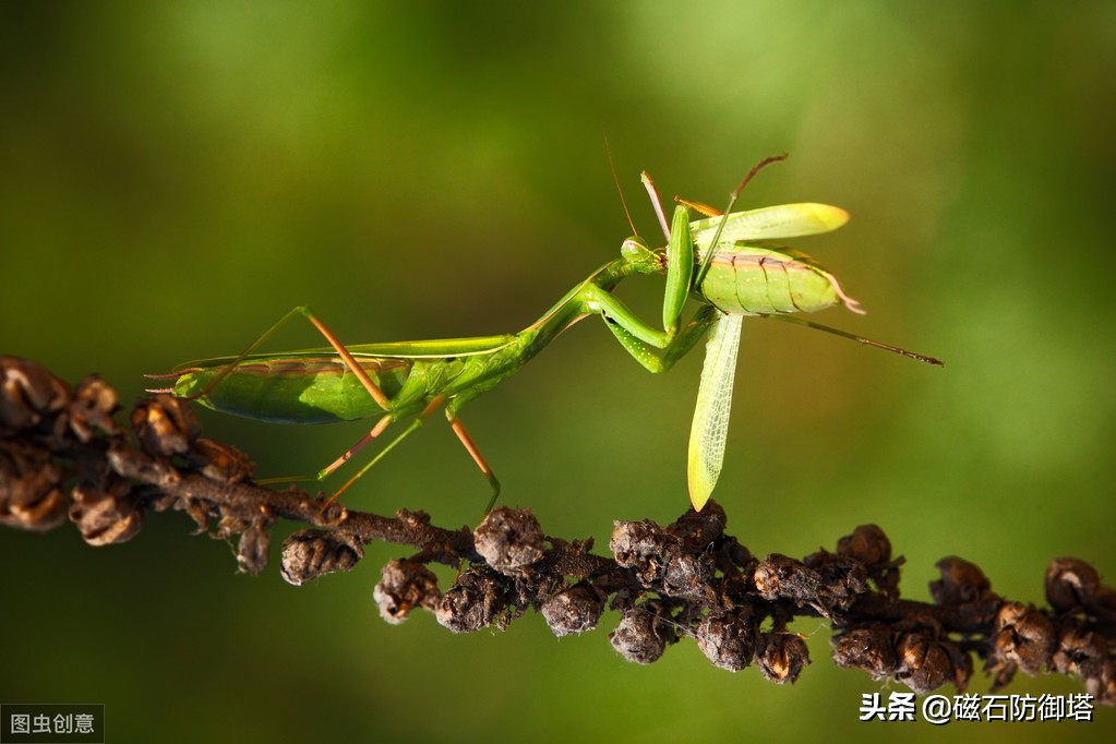 这个杀手不太冷里的人是谁,这个杀手不太冷里边的缉毒警