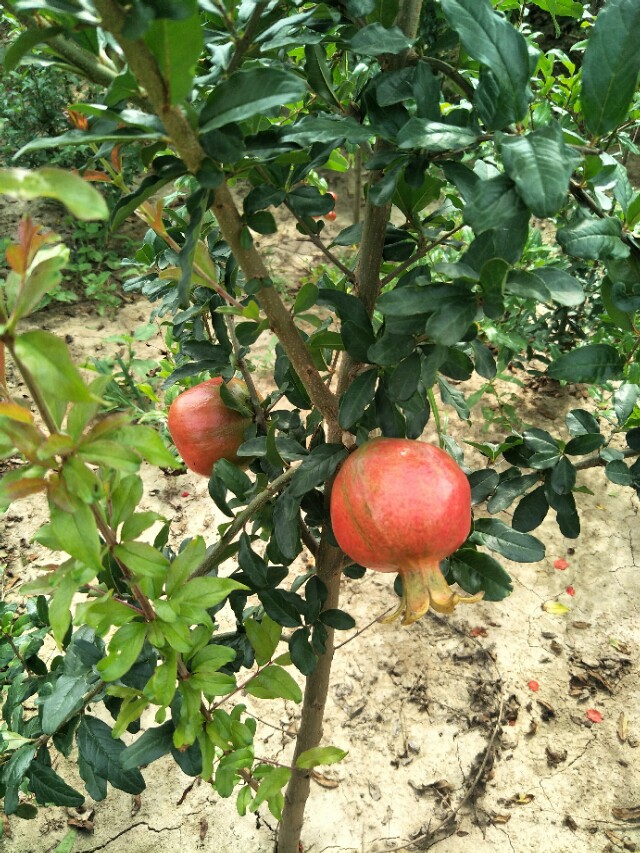 突尼斯软籽石榴哪个品种最好,突尼斯石榴与大红袍石榴区别