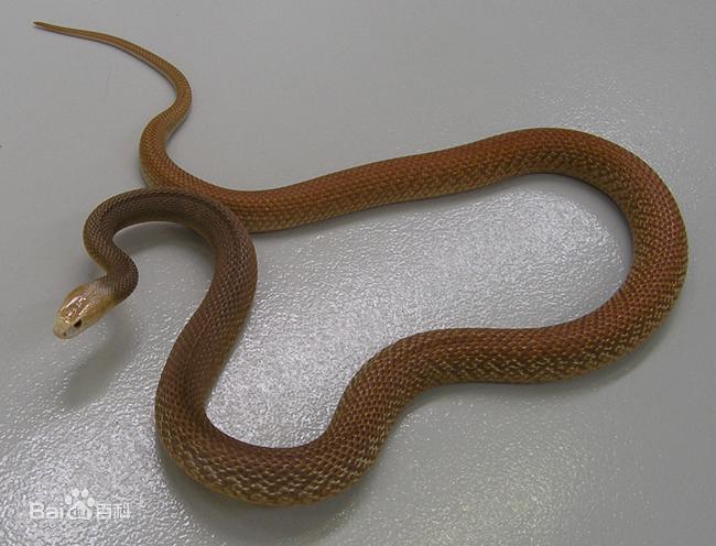 世界上最大最毒最凶的蛇是什么蛇,世界最凶猛的蛇和毒性最强的蛇