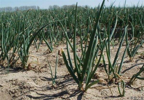 洋葱苗栽培方法和时间,洋葱栽培技术