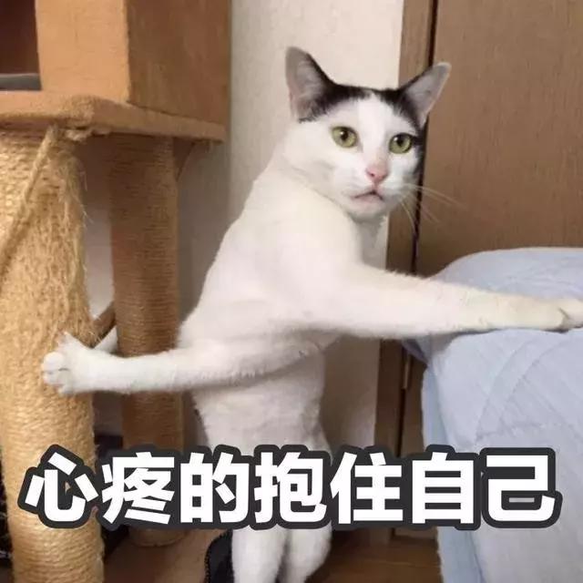 养了好多年的猫突然怕我,养了五年的猫很想把它扔了
