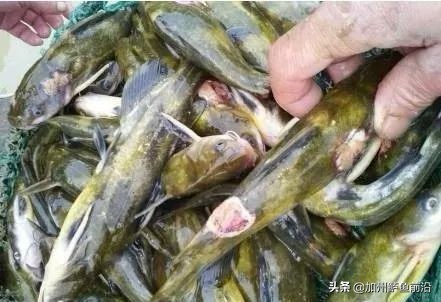 热带鱼体表溃烂如何处理,鱼体表溃烂该怎么处理