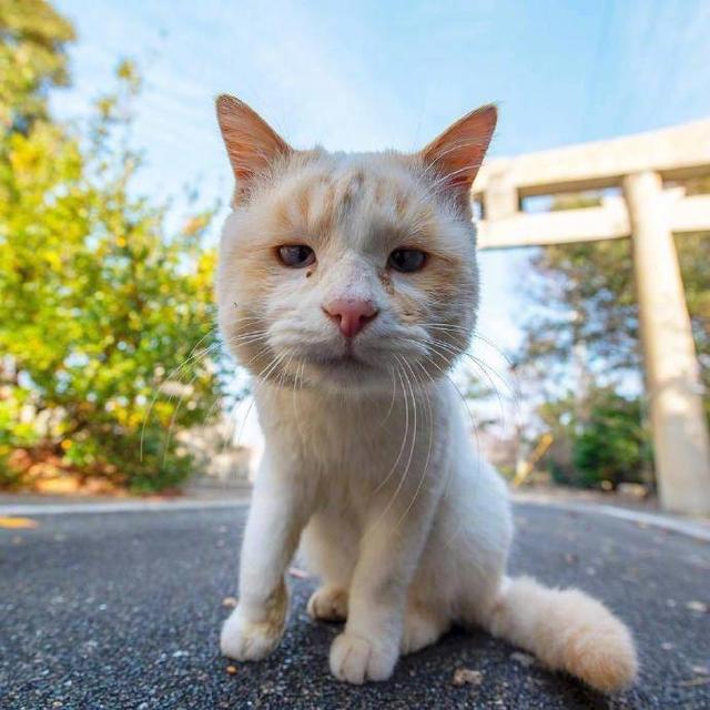 猫咪被蜜蜂蛰了会有生命危险吗,猫咪被蜜蜂蛰了照片