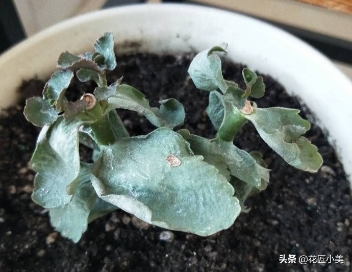 花卉换盆后僵苗会自己恢复吗,盆栽换盆僵苗弱苗如何快速恢复