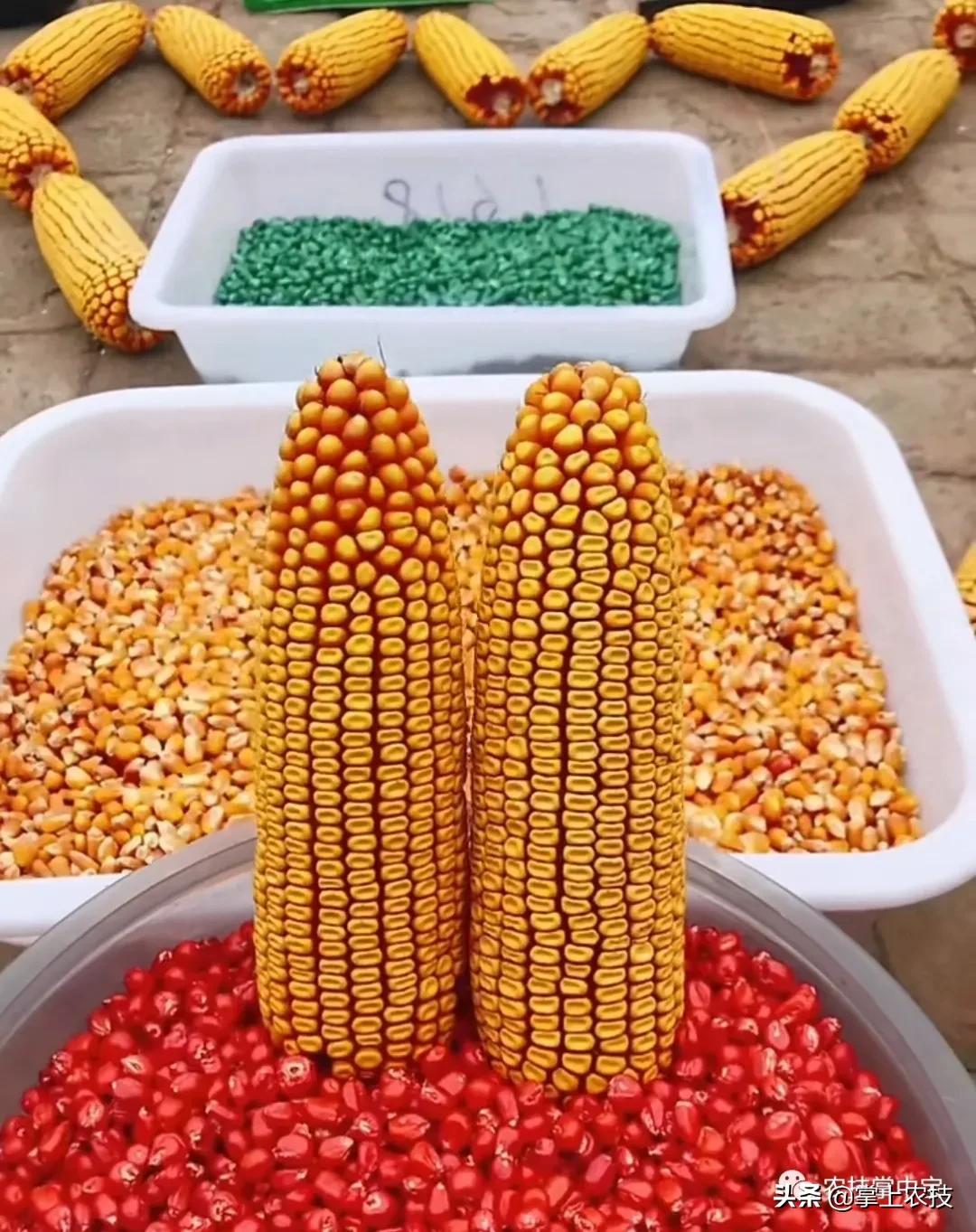 在网上购买玉米种子有保障么,网上购买玉米种子靠谱吗